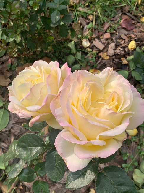 Роза чайно-гибридная Глория Дей 